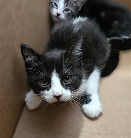 MELANIE, Baby Domestic Short Hair (medium coat), cat for adoption in Mesquite, Texas