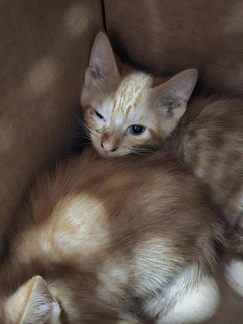 MACCHIATO, Baby Domestic Short Hair (medium coat), cat for adoption in Mesquite, Texas
