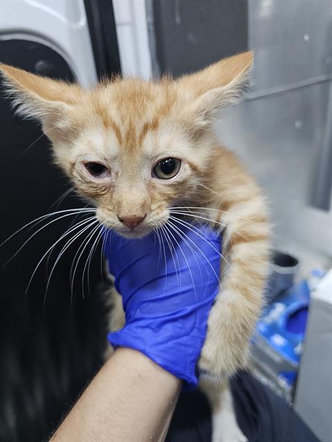 MOCHA, Baby Domestic Short Hair (medium coat), cat for adoption in Mesquite, Texas