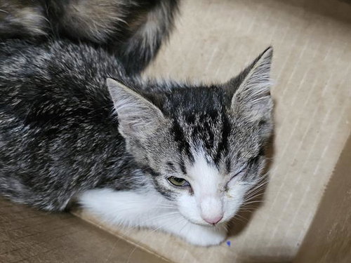 ESPRESSO, Baby Domestic Short Hair (medium coat), cat for adoption in Mesquite, Texas