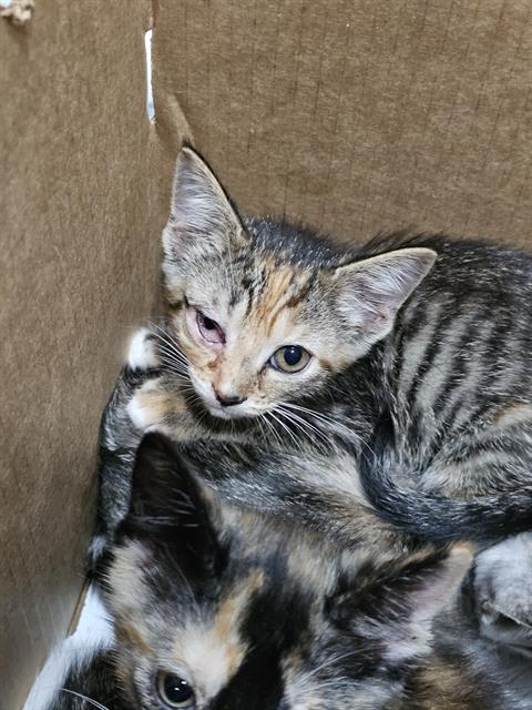 CAPPUCCINO, Baby Domestic Short Hair (medium coat), cat for adoption in Mesquite, Texas