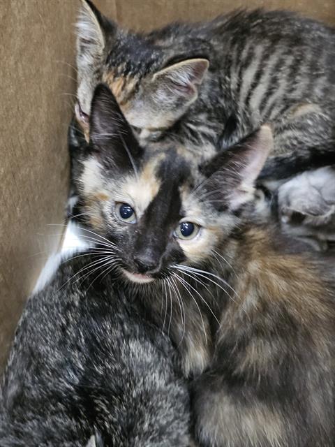 CHAI, Baby Domestic Short Hair (medium coat), cat for adoption in Mesquite, Texas