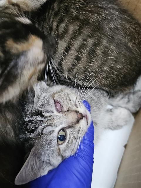 LATTE, Baby Domestic Short Hair (medium coat), cat for adoption in Mesquite, Texas