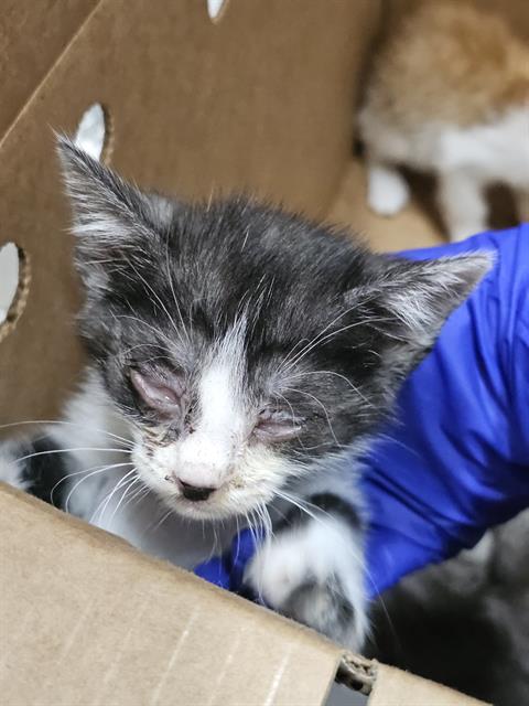 JAVA, Baby Domestic Short Hair (medium coat), cat for adoption in Mesquite, Texas