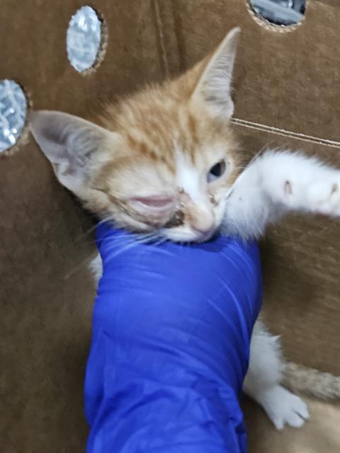 WAFFLES, Baby Domestic Short Hair (medium coat), cat for adoption in Mesquite, Texas
