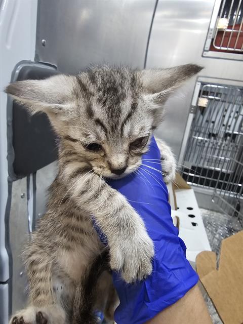 BISCUIT, Baby Domestic Short Hair (medium coat), cat for adoption in Mesquite, Texas