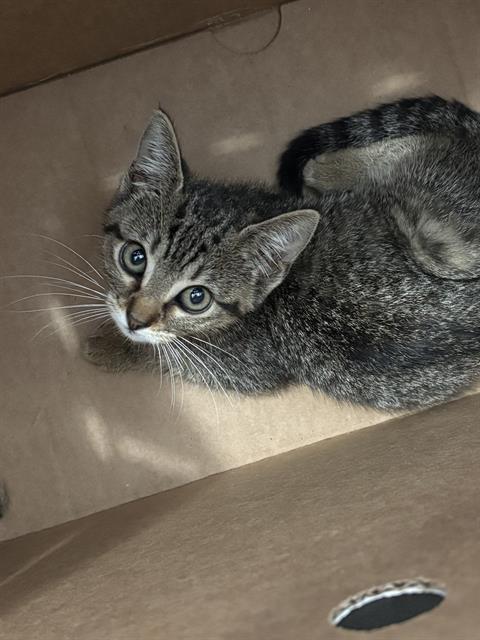 HAZEL, Baby Domestic Short Hair (medium coat), cat for adoption in Mesquite, Texas