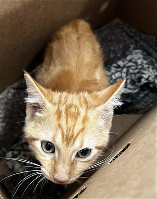 LULU, Baby Domestic Short Hair (medium coat), cat for adoption in Mesquite, Texas