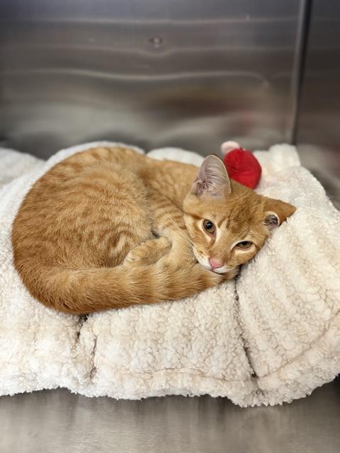 MAUI, Baby Domestic Medium Hair (medium coat), cat for adoption in Mesquite, Texas