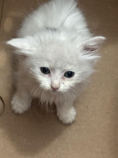 BUDDY, Baby Domestic Short Hair (medium coat), cat for adoption in Mesquite, Texas