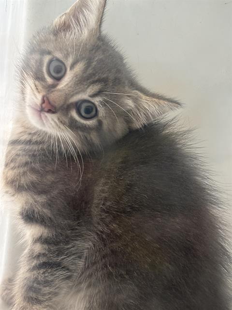 BONNIE, Baby Domestic Short Hair (medium coat), cat for adoption in Mesquite, Texas