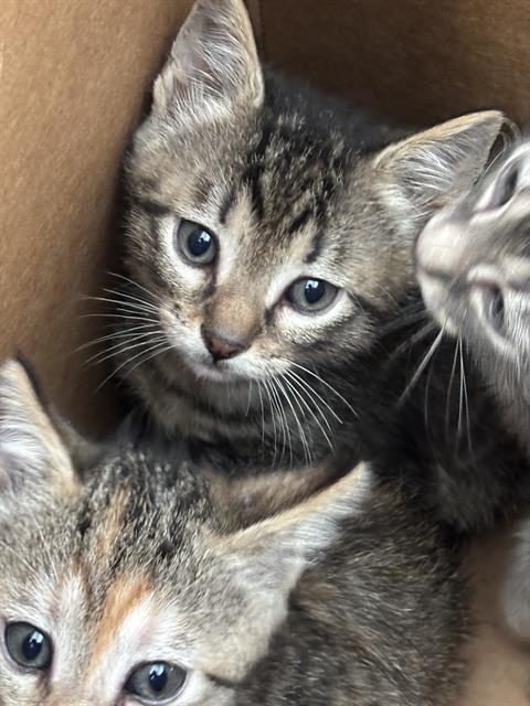 JUPITER, Baby Domestic Short Hair (medium coat), cat for adoption in Mesquite, Texas