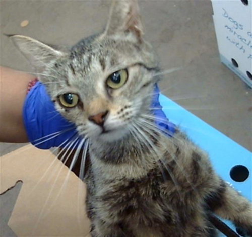 NALA, Young Domestic Medium Hair (medium coat), cat for adoption in Mesquite, Texas