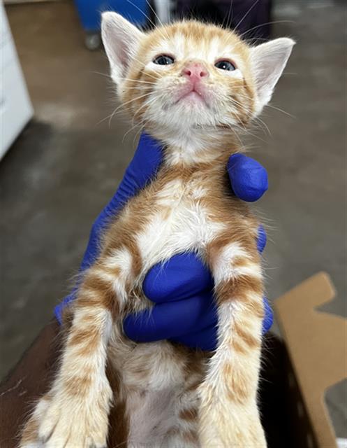 OLIVER, Baby Domestic Medium Hair (medium coat), cat for adoption in Mesquite, Texas