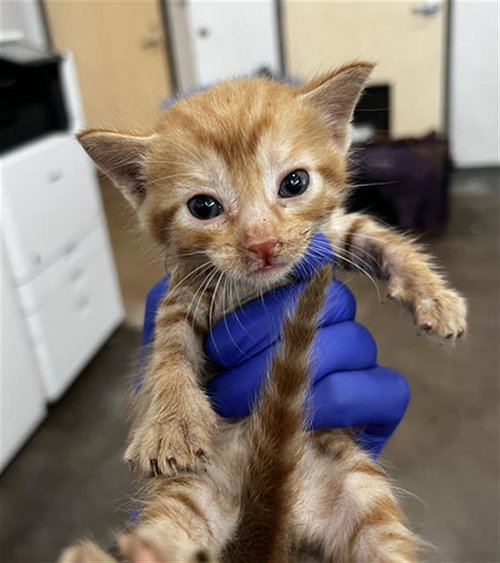 MILO, Baby Domestic Medium Hair (medium coat), cat for adoption in Mesquite, Texas