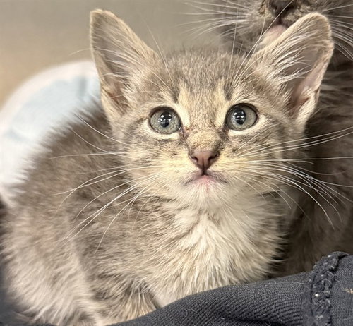 PETUNIA, an adoptable Domestic Medium Hair in Dallas, TX