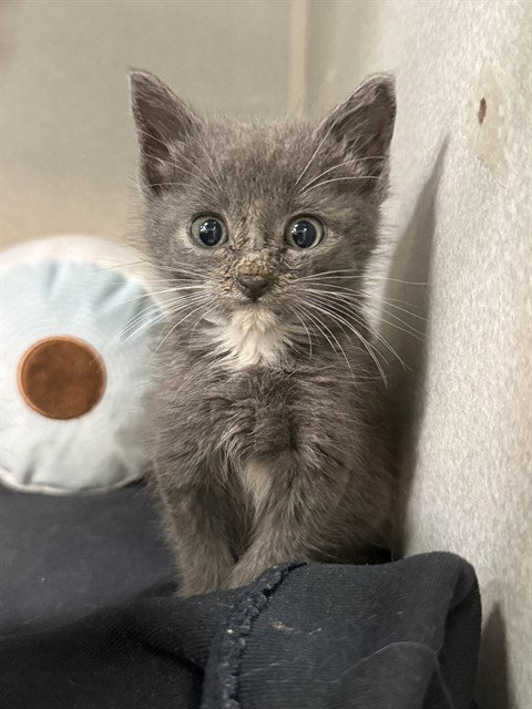 NAGINI, Baby Domestic Medium Hair (medium coat), cat for adoption in Hurst, Texas