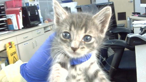 VOLDEMORT, Baby Domestic Medium Hair (medium coat), cat for adoption in Mesquite, Texas