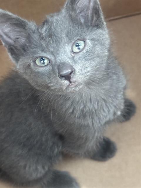 LUCAS, Baby Domestic Short Hair (medium coat), cat for adoption in Mesquite, Texas