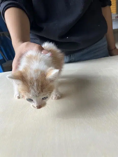 Alvin - Domestic Short Hair