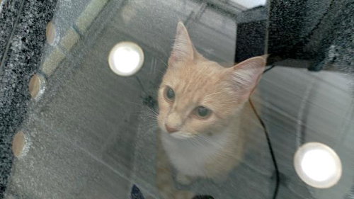 CONCHA, Young Domestic Medium Hair (medium coat), cat for adoption in Arlington, Texas