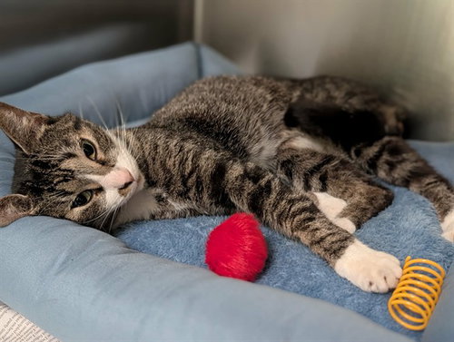 SCARLETT, Young Domestic Short Hair (medium coat), cat for adoption in Arlington, Texas