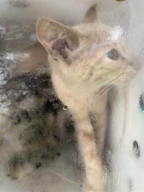 JASON, Baby Domestic Short Hair (medium coat), cat for adoption in Arlington, Texas