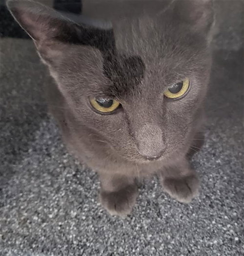HEAVEN, Young Domestic Long Hair (medium coat), cat for adoption in Arlington, Texas