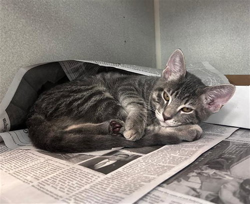 HAZEL, Baby Domestic Long Hair (medium coat), cat for adoption in Arlington, Texas