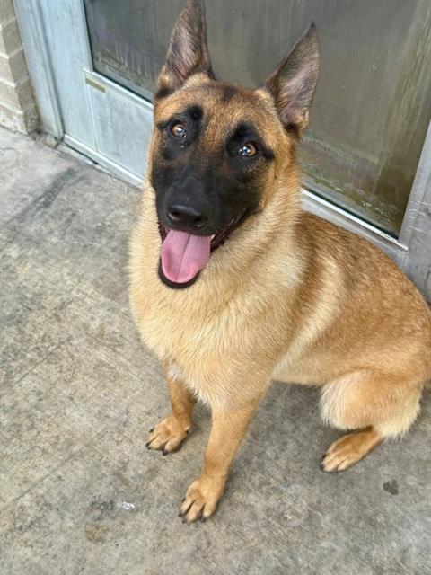 BEANIE - Belgian Shepherd Malinois available for adoption
