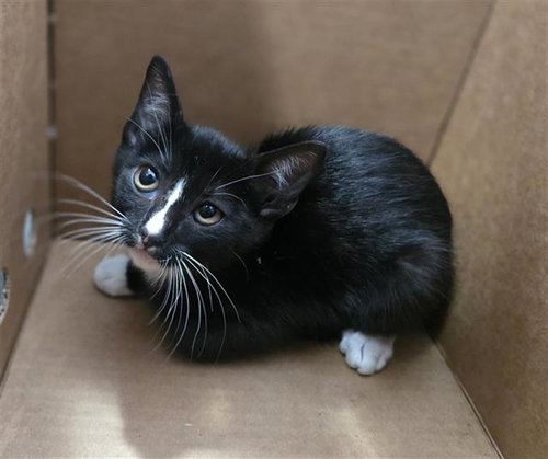 DAPHNE, Baby Domestic Short Hair (medium coat), cat for adoption in Arlington, Texas