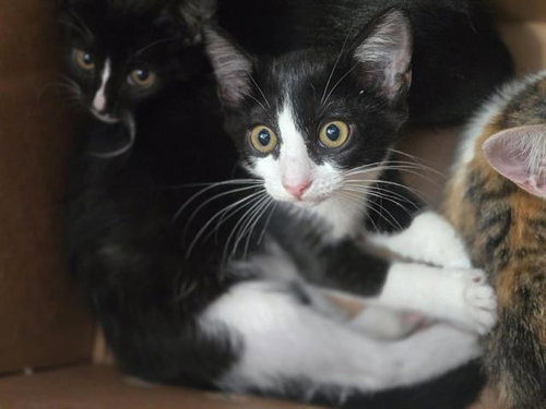 DARCY, Baby Domestic Short Hair (medium coat), cat for adoption in Arlington, Texas