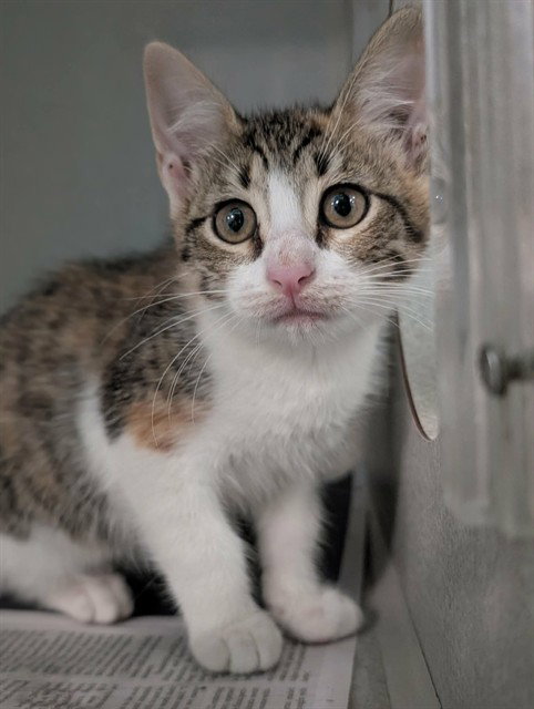 DELANY, Baby Domestic Short Hair (medium coat), cat for adoption in Arlington, Texas