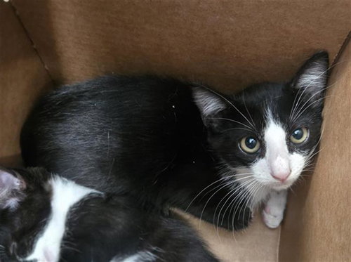 DAMIAN, Baby Domestic Short Hair (medium coat), cat for adoption in Arlington, Texas