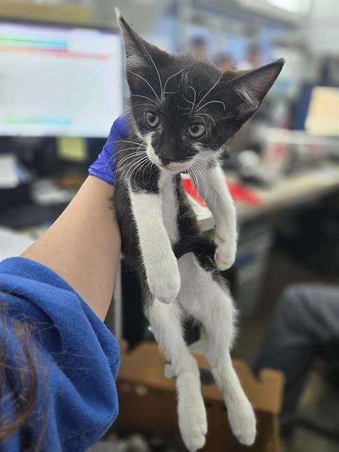 DAWSON, Baby Domestic Short Hair (medium coat), cat for adoption in Arlington, Texas