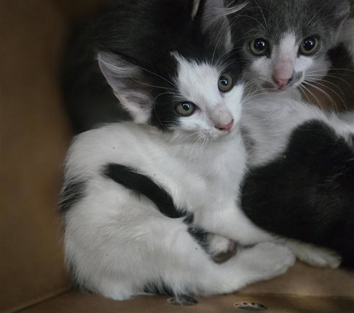 DAXTON, Baby Domestic Short Hair (medium coat), cat for adoption in Arlington, Texas