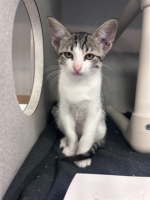 DECKER, Baby Domestic Short Hair (medium coat), cat for adoption in Arlington, Texas