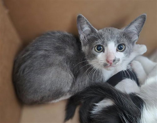 DEWEY, Baby Domestic Short Hair (medium coat), cat for adoption in Arlington, Texas