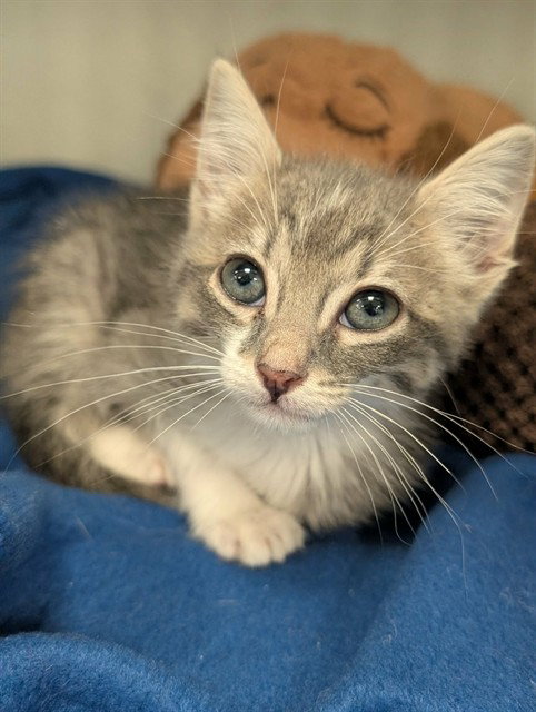 ROSIE