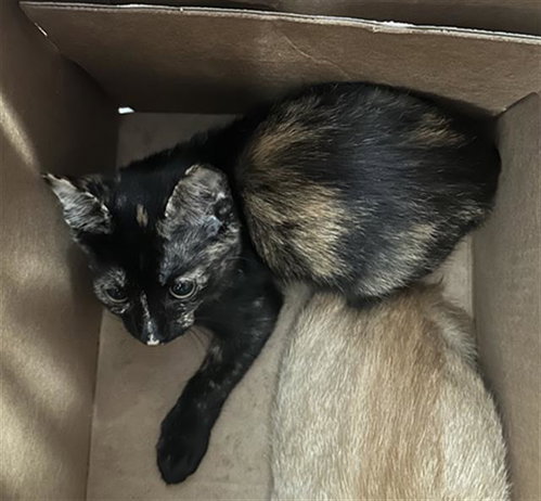 YGRITTE, Baby Domestic Short Hair (medium coat), cat for adoption in Arlington, Texas