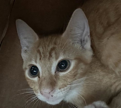 YUMI, Baby Domestic Short Hair (medium coat), cat for adoption in Arlington, Texas