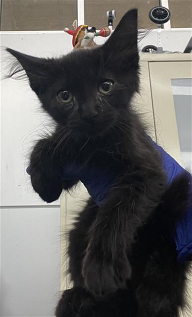 WONDER, Baby Domestic Short Hair (medium coat), cat for adoption in Arlington, Texas