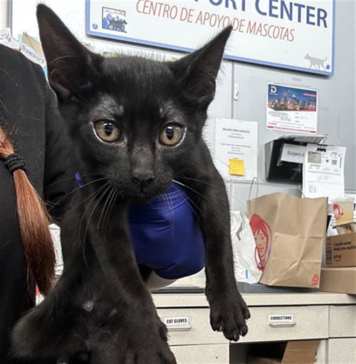 BLAKE, Baby Domestic Short Hair (medium coat), cat for adoption in Arlington, Texas
