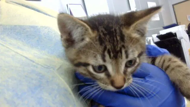Elio - Domestic Medium Hair
