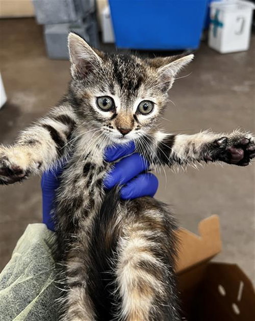 NALA