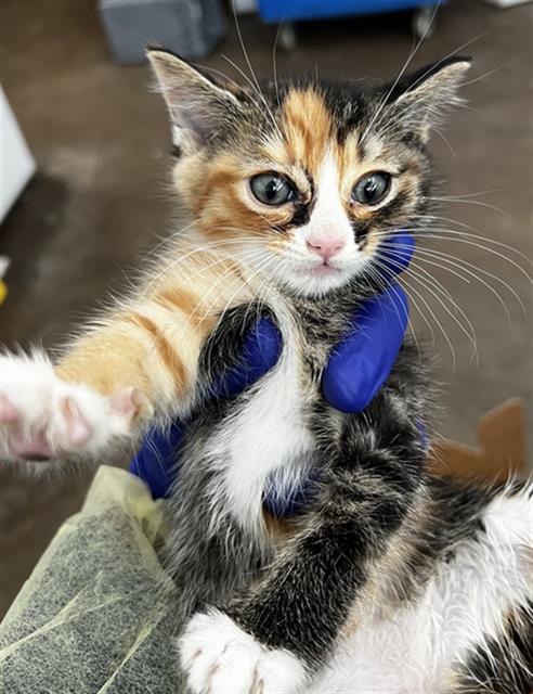 IVY, Baby Domestic Long Hair (medium coat), cat for adoption in Arlington, Texas