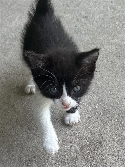 MARCO