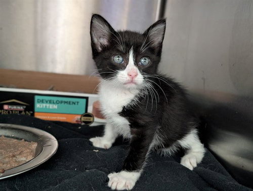 MARCO, Baby Domestic Short Hair (medium coat), cat for adoption in Hurst, Texas