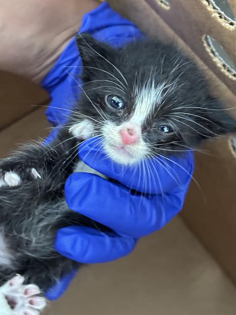BUDDY, Baby Domestic Short Hair (medium coat), cat for adoption in Arlington, Texas
