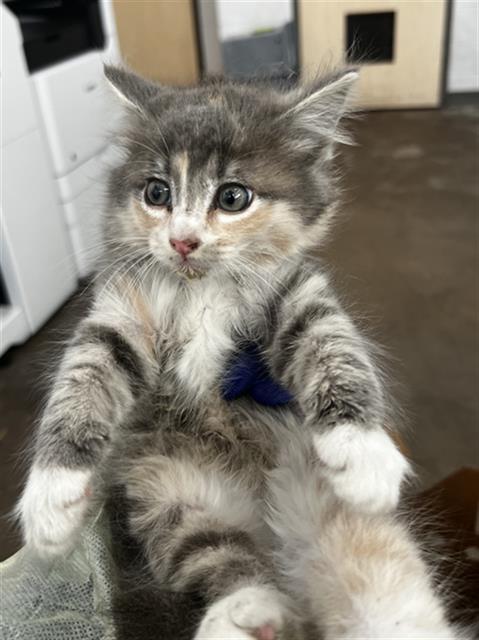 CARLY, Baby Domestic Long Hair (medium coat), cat for adoption in Arlington, Texas